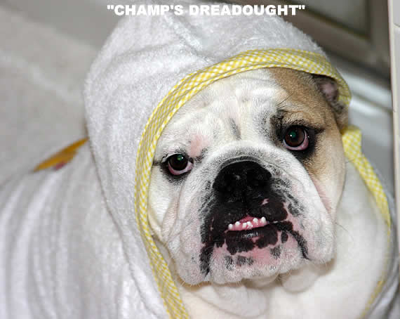 English bulldog photos